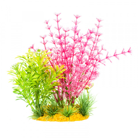 Растение композиция зелено-розовое 15см