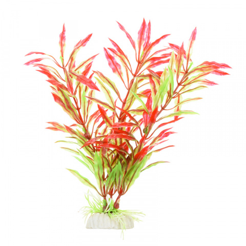 Растение красно-зеленое 20см