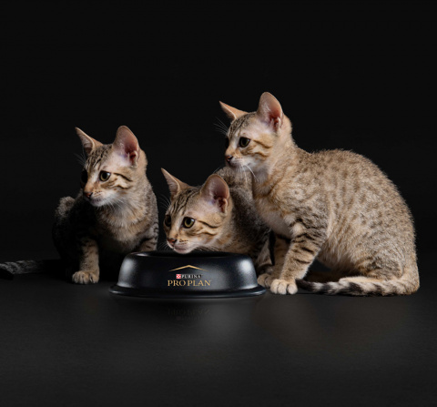 Delicate сухой корм для котят при чувствительном пищеварении с индейкой, 10 кг 10