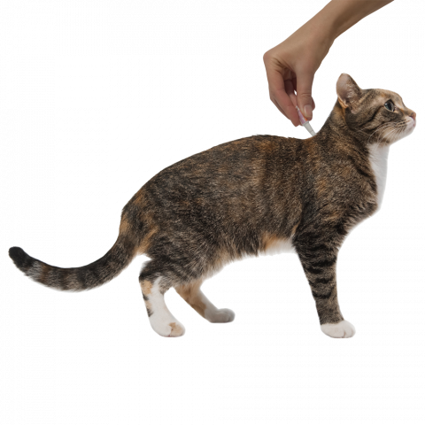 Адвокат капли на холку для кошек весом от 4 до 8 кг от блох, чесоточных клещей и гельминтов, 3 пипетки 4