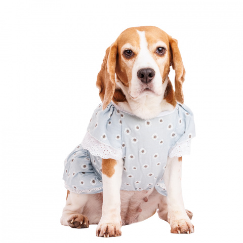 Платье для собак с ромашками 2XL голубой (девочка) 1