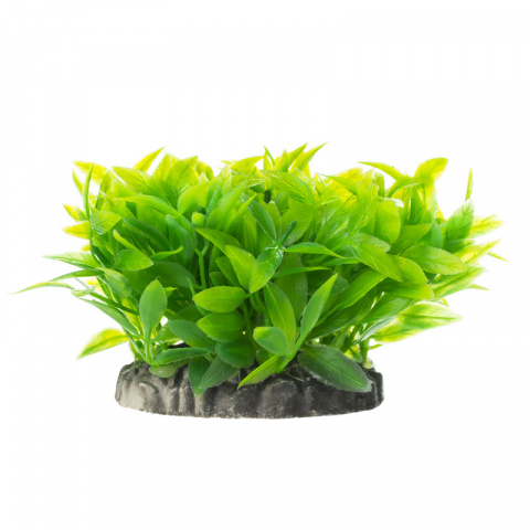 Растение куст зеленое с листьями 8см