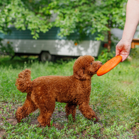 Игрушка для собак Тарелка летающая диаметр 18 см малая оранжевая, толщина 2,3 см, для собак малых и средних пород (снаряд, пуллер) 2