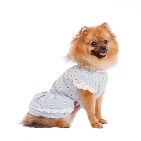 Платье для собак с ромашками S голубой (девочка) 1