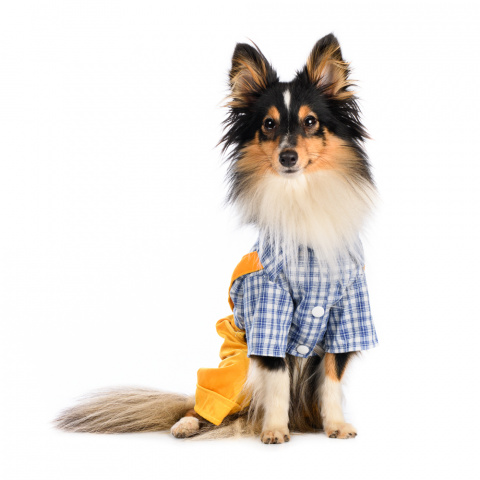 Костюм с рубашкой для собак XS желтый (унисекс) 4