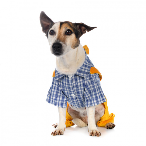 Костюм с рубашкой для собак XS желтый (унисекс) 8