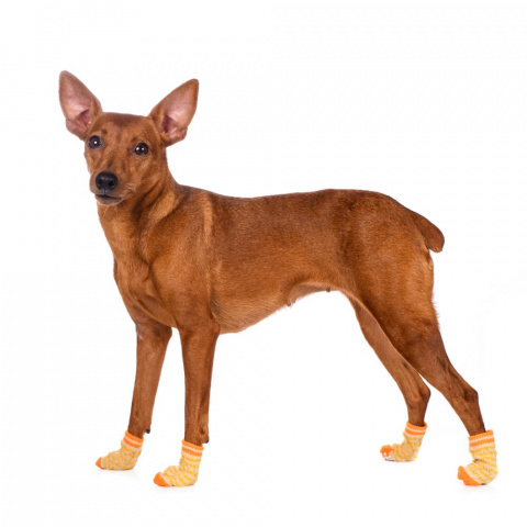 Носки для собак L желтый (унисекс)