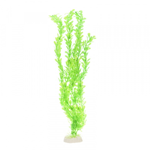 Растение зеленое с цветками 40см