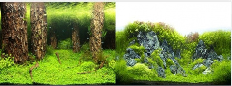 Фон двухсторонний 30см Затопленный лес/Камни с растениями