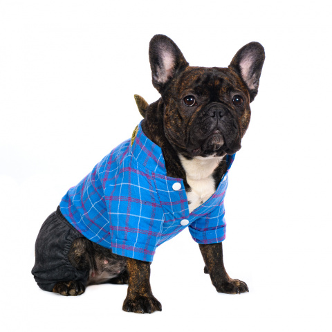 Костюм с галстуком для собак XL голубой (унисекс)