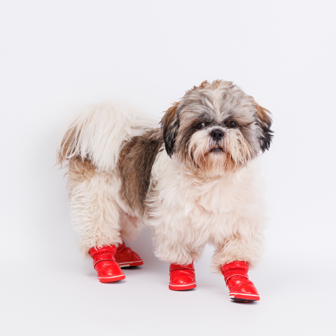 Купить обувь и носки для собак в Перми — интернет магазин «Мой зверь»