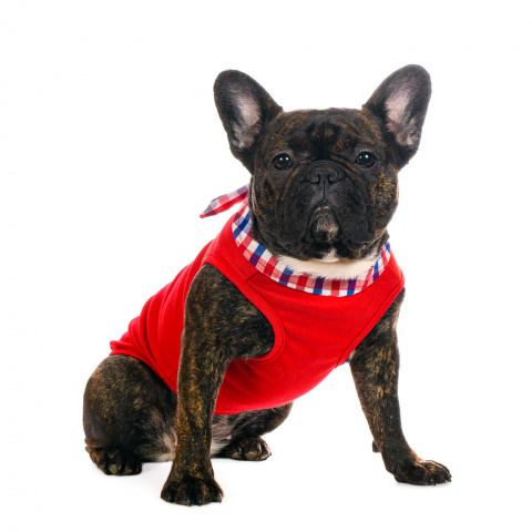 Футболка с галстуком для собак XL красный (унисекс)
