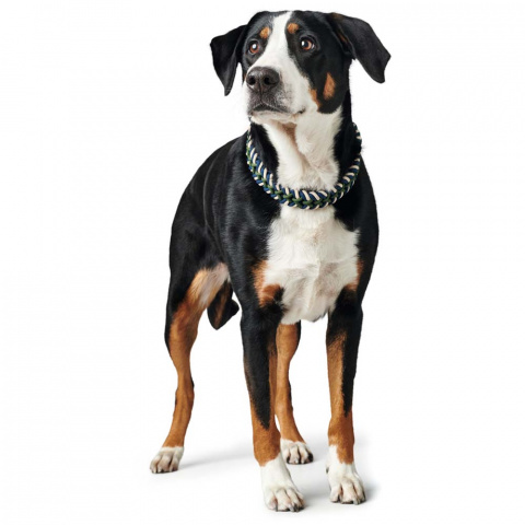 Ошейник-удавка для собак крупных пород синий с зеленым 50х1,8 см 3