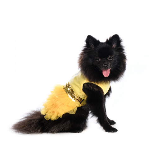 Платье для собак Ананасы XL желтый (девочка)