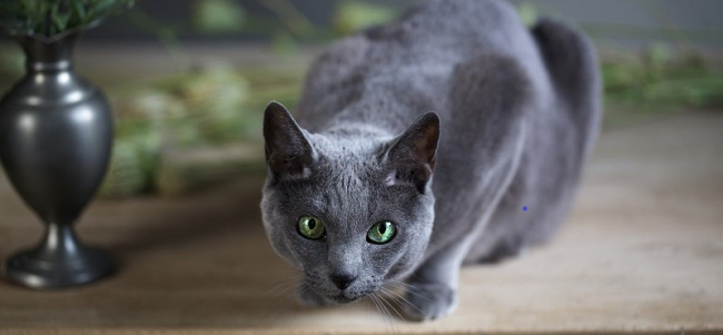 Кошка по гороскопу - какая порода кошек подходит вам по знаку зодиака