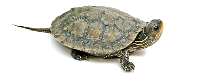 Черепахи: виды, содержание, уход