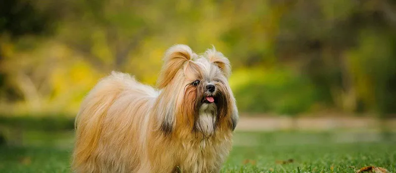 Тибетская порода собак ши-тцу