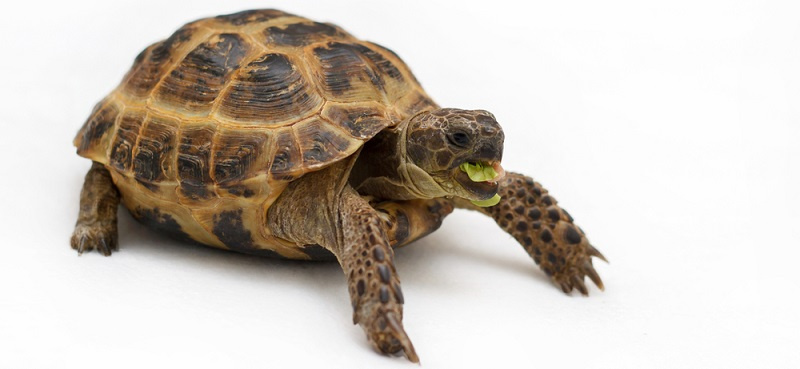 черепаха вид животного