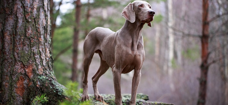 Веймаранер - уникальная порода собак, характеризующаяся элегантностью и выносливостью
