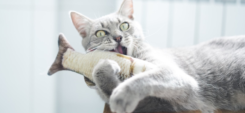Из-за чего у кошек пищевая аллергия?