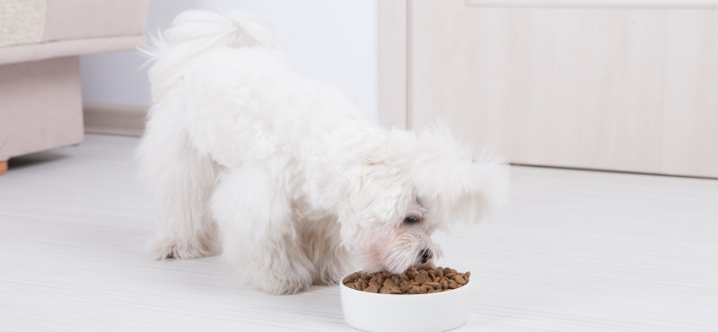 Особенности кормления собак мелких пород