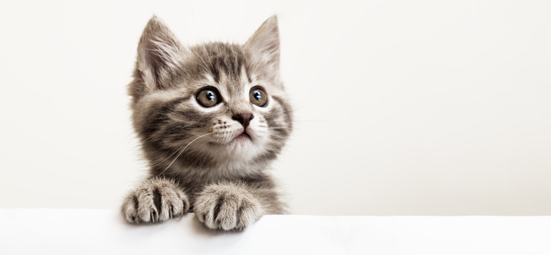 Первые дни котенка в новом доме - советы и рекомендации по адаптации котенка