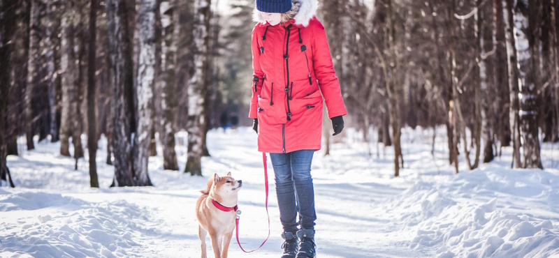 Как лучше выгуливать собаку зимой?