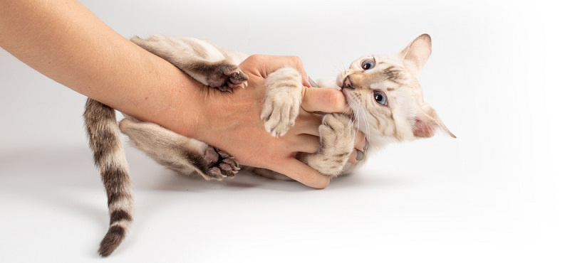 Почему котята кусаются и царапаются: причины и способы предотвращения