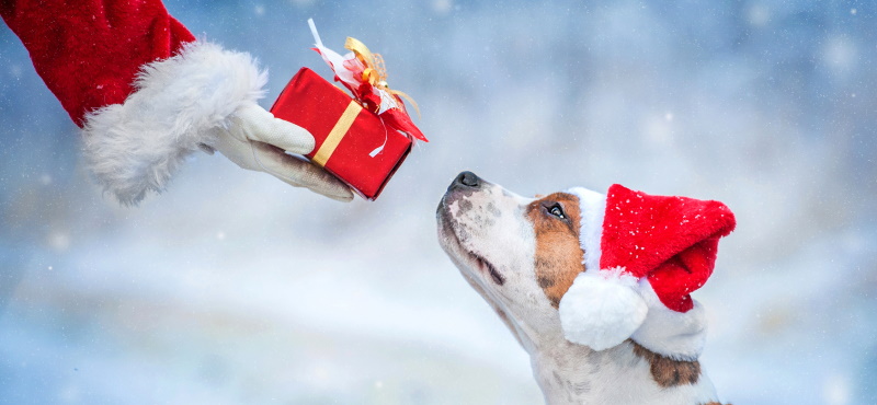 Что подарить собаке на Новый год