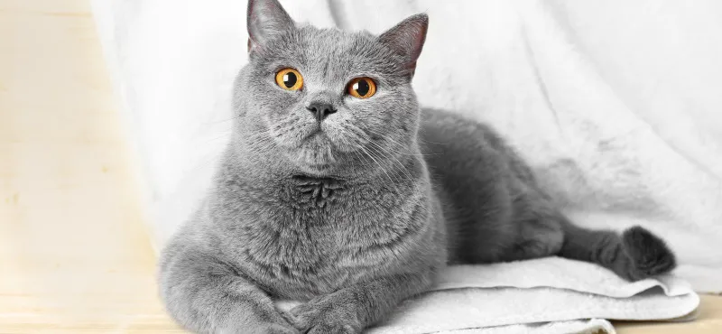 Характеристика британской породы кошек - описание, характер, фото, отзывы,  особенности ухода за британцами