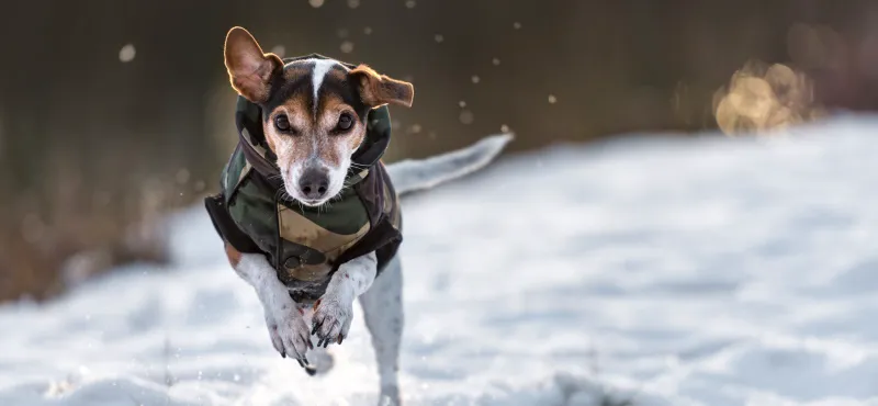 Комфортная температура для собаки - когда питомцу жарко и холодно