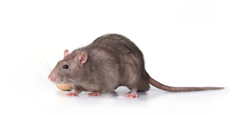 породы домашних крыс
