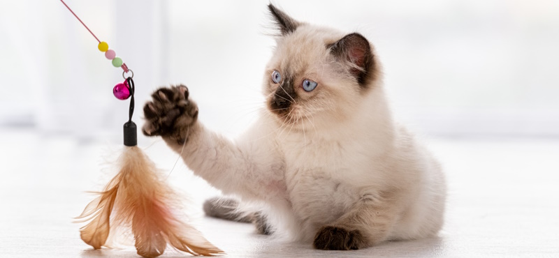 Игрушка-дразнилка для кошек: 10 интересных и легких поделок