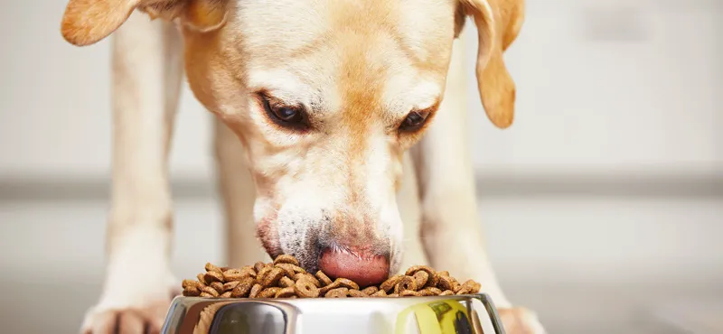 Как правильно хранить сухой корм для собак и кошек?