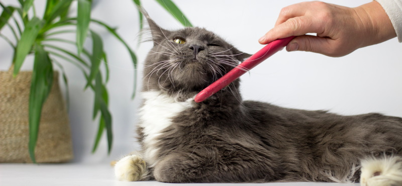 Как правильно вычесывать кошку? Пошаговая инструкция и правила вычеса кошек