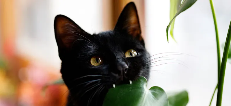 Растения для кошек: какие растения опасны и как защитить комнатные цветы