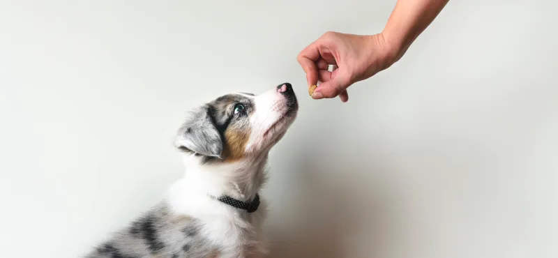 Как выбрать препараты от глистов для собак?
