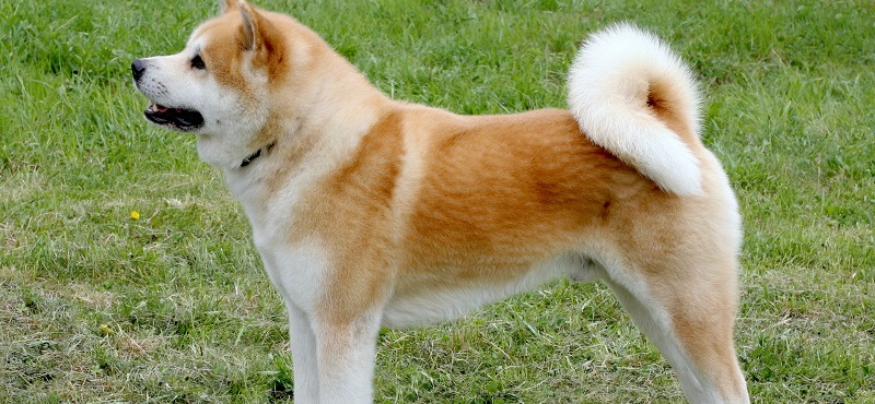 Акита ину - порода собак