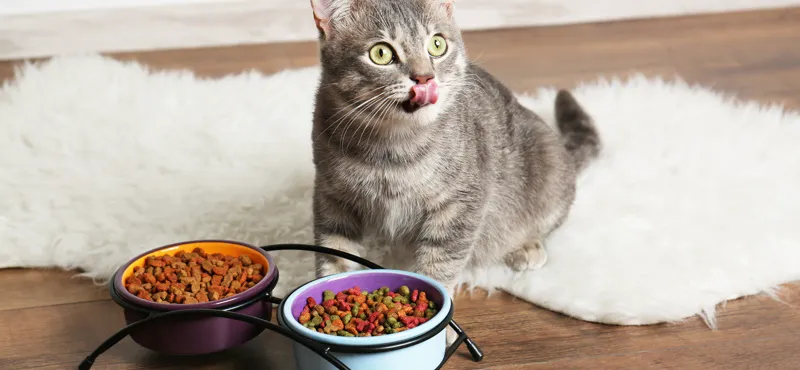 Как правильно хранить сухой корм для собак и кошек?