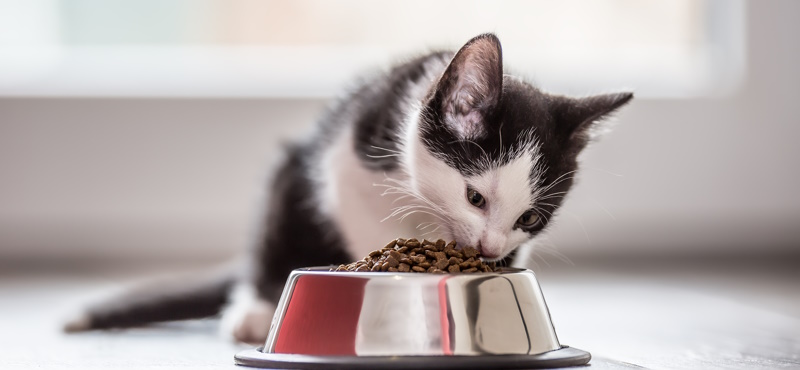 Рацион кормящей кошки — помогаем маме