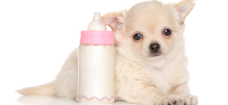 Молоко для собак: советы