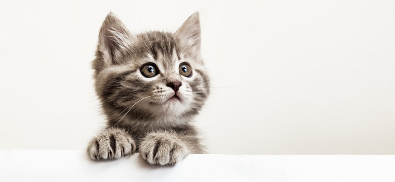 Блохи у котят, как вывести, средство от блох, капли, спреи | Кошки - кто они?