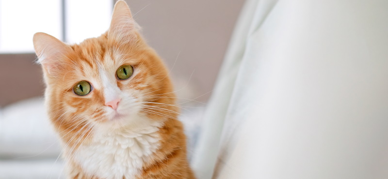 Как определить состояние кошки по её глазам: секреты глазного языка кошек