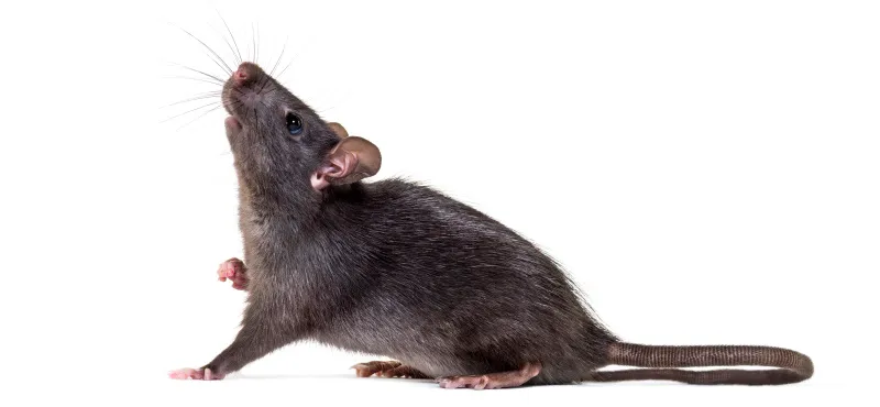Крысы: история и влияние