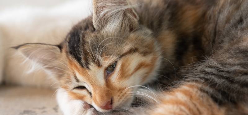 Из-за чего у кошек пищевая аллергия?