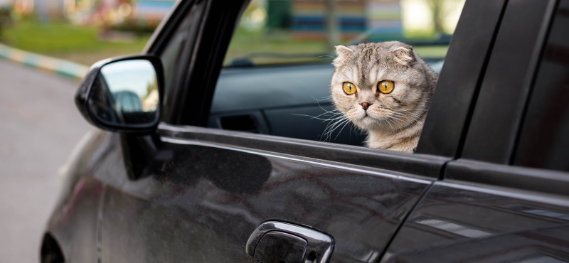 Как путешествовать с кошкой в машине