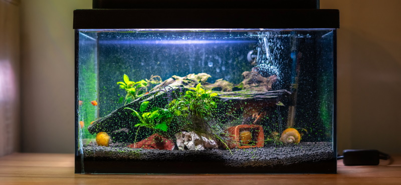 Простой и креативный способ с пользой украсить скучный аквариум