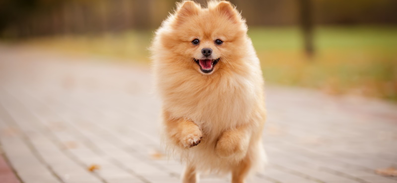 Характеристика породы собак померанский шпиц - описание, характер, фото,  отзывы, особенности ухода