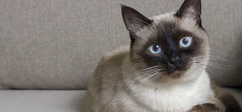 Сиамская кошка: характер, описание породы, содержание