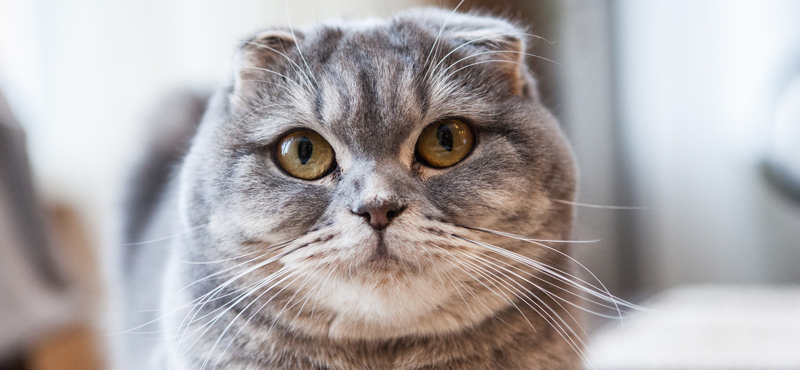 Шотландские вислоухие котята (Scottish Fold)